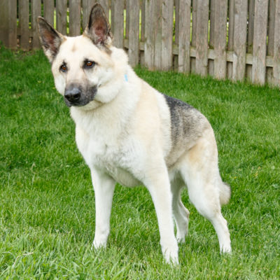 Shepherd mix