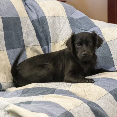 Puppy