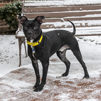 Boston Terrier/ Terrier mix