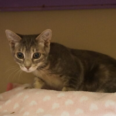 Nala is a friendly female domestic short hair gray tabby.