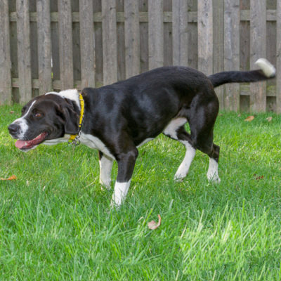 Lab mix