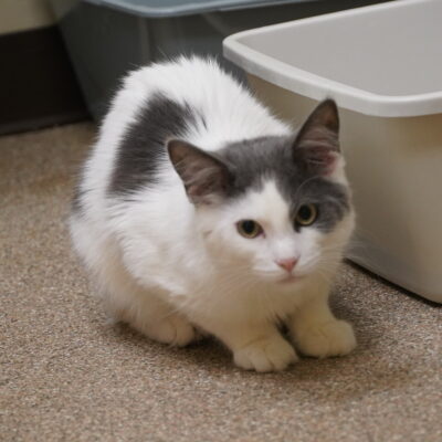 Pop Tart is an energetic domestic long hair male gray and white.