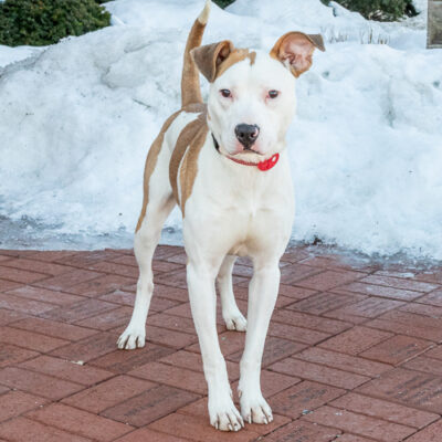 Terrier mix