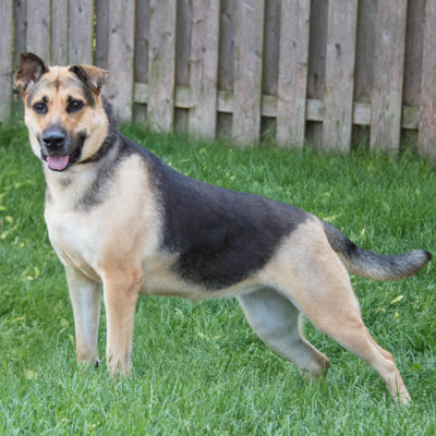 hound/shepherd mix