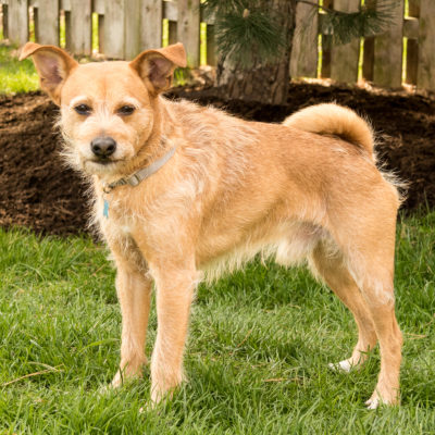 Terrier