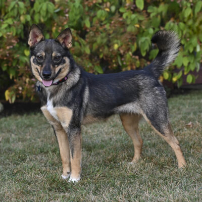 Sheltie/Sheba mix