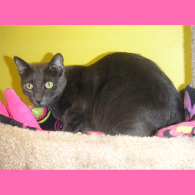 Silver is a gray female cat.