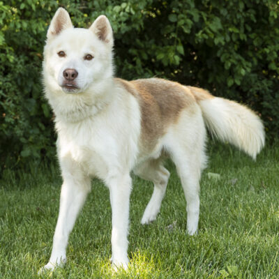 Husky mix