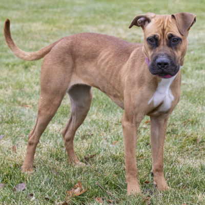 Boxer mix