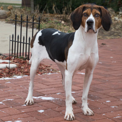 Hound mix