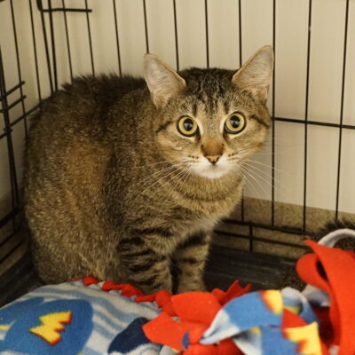 Tabby is a friendly female brown tabby domestic short hair.