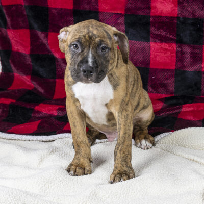 Boxer/Terrier mix