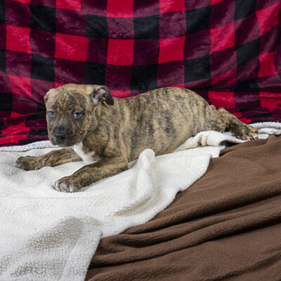 Boxer/Terrier mix