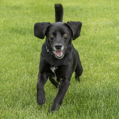 Beagle mix