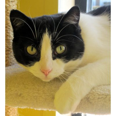 Baby is a black and white female cat