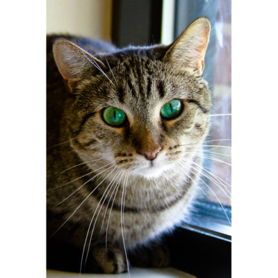 Bambi is a female tabby with striking green eyes