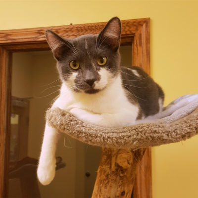 Cubby is a gray and white male cat.