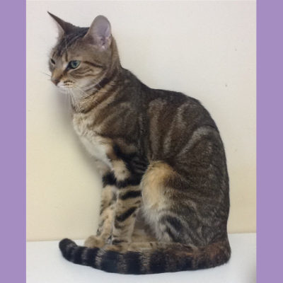 Toni is a beautiful golden brown female tabby cat.
